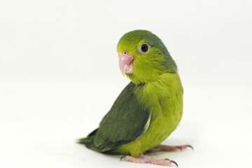 Selective focus of forpus parrotlet newborn bird studio shot on white background