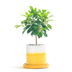 観葉植物、フィカス・ナナの鉢植え【白背景】