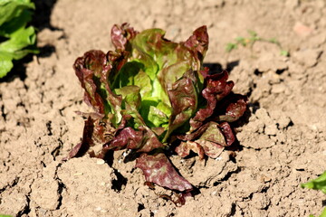 Multi layered dark red fresh thick leaf young Lettuce or Lactuca sativa annual organic plant...