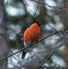 bullfinch on a branch 