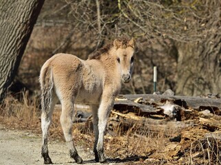 Konik Fohlen Nähe Marchegg