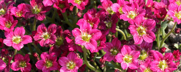 Saxifraga arendsii  - Saxifrage d'Arends ou Saxifrage mousse à panicules de fleurs rouges sur...