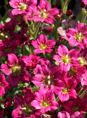 Tapis moussu de Saxifrage d'Arends ou Saxifrage mousse  (Saxifraga arendsii) 