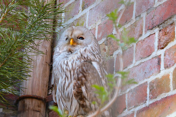 Close-up on a great gray owl in the park.