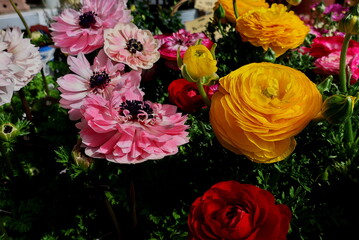 ピンクの花と黄色いラナンキュラス
