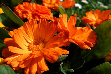 花壇の中で大きく花の開いたリビングストーンデイジー
