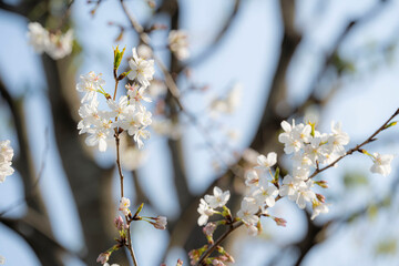 Cherry blossom