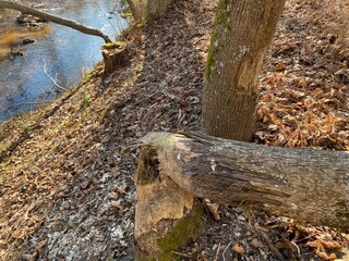 beavers cross trees