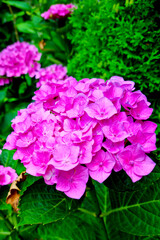 Close-up of hydrangeas blooming in the park in the spring.