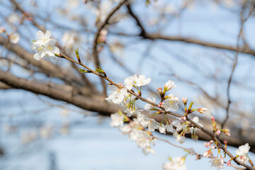 Obraz premium Cherry blossom