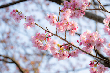 Cherry blossom