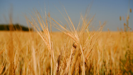 Beautiful landscape field on a summer day. Rural scene. Close up of wheat ears, field of wheat