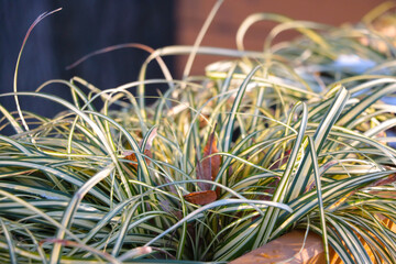 Close up of houseplants, soft light.