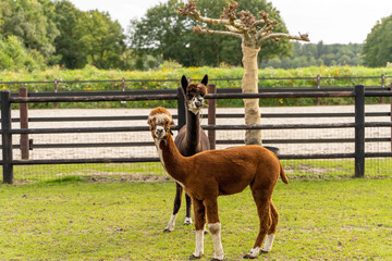 horse and foal