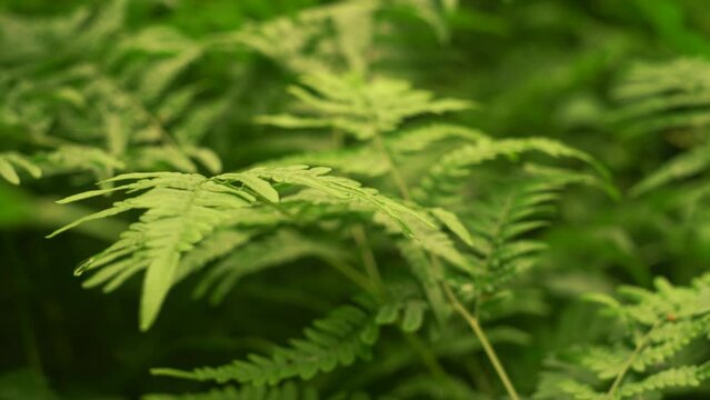 Beautiful Ferns In The Forest