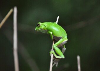 シュレーゲルアオガエル