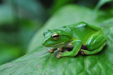 シュレーゲルアオガエル