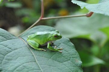 シュレーゲルアオガエル