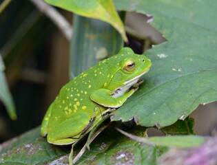 シュレーゲルアオガエル