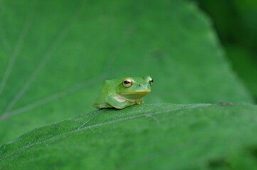 シュレーゲルアオガエル