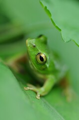 シュレーゲルアオガエル