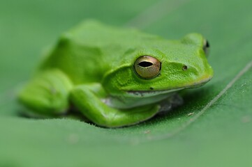 シュレーゲルアオガエル