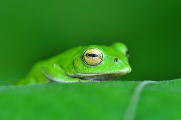 シュレーゲルアオガエル