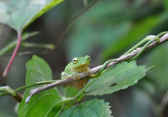 シュレーゲルアオガエル