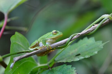 シュレーゲルアオガエル