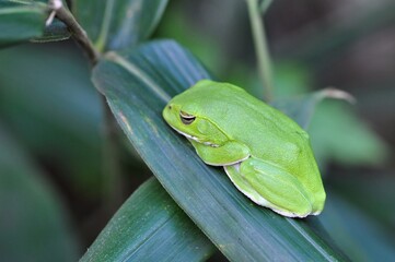 シュレーゲルアオガエル