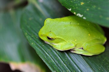 シュレーゲルアオガエル