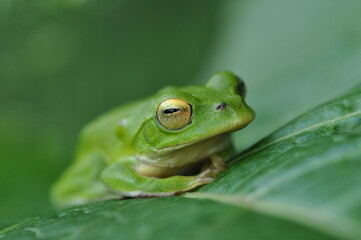 シュレーゲルアオガエル