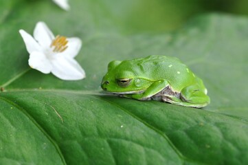 シュレーゲルアオガエル