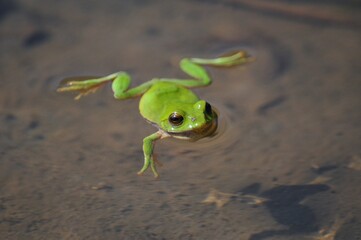シュレーゲルアオガエル