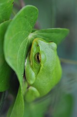 シュレーゲルアオガエル