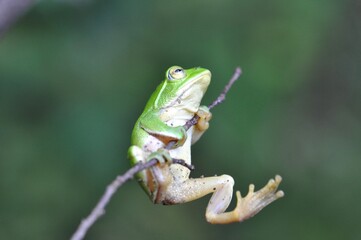 シュレーゲルアオガエル