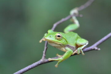 シュレーゲルアオガエル
