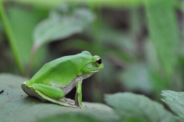 シュレーゲルアオガエル