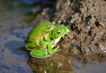シュレーゲルアオガエル
