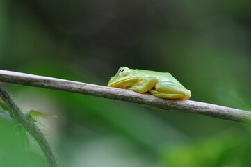 シュレーゲルアオガエル
