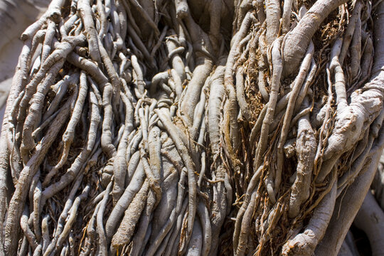 Close up view of Ficus Macrophylla in  Sicily, Italy