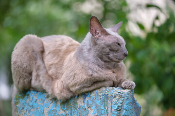 Naklejka na ściany i meble Big gray angry looking Sphinx breed stray cat resting on steet outdoors in summer