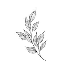 beautiful detailed sketch of plant. The idea of ​​a twig tattoo with leaves. detailed sketch of a twig with leaves