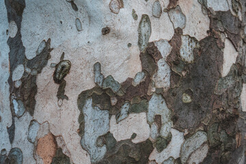 The texture of a plane tree in close-up. Light wood texture