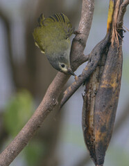 A bird is perching on a branch and eating. Close up of The Indian white eye bird, Zosterops palpebrosus, formerly the Oriental white eye  bird.