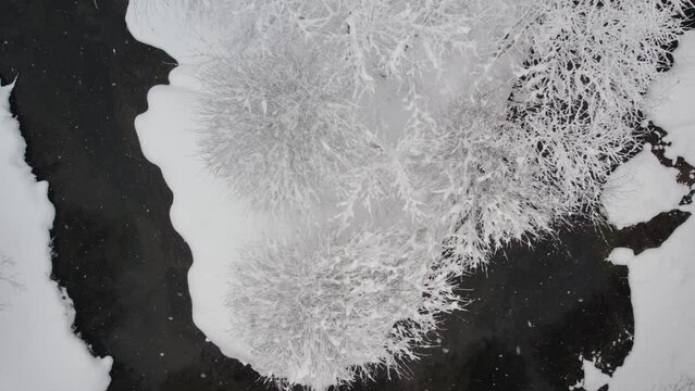 Unfrozen river in winter. Falling snow flakes. Winter coniferous white forest