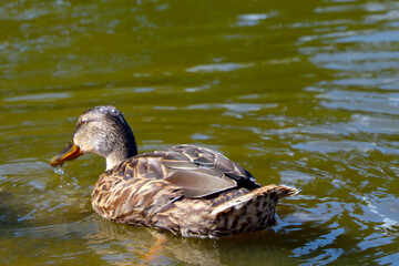 Selective focus, a wild duck swims on the pond.