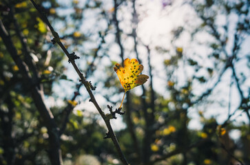 yellow autumn leaves