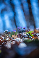 blue forest flowers in spring time