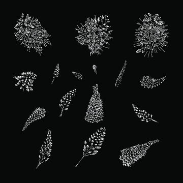 hebe flower set hand drawing vector illustration isolated on black background